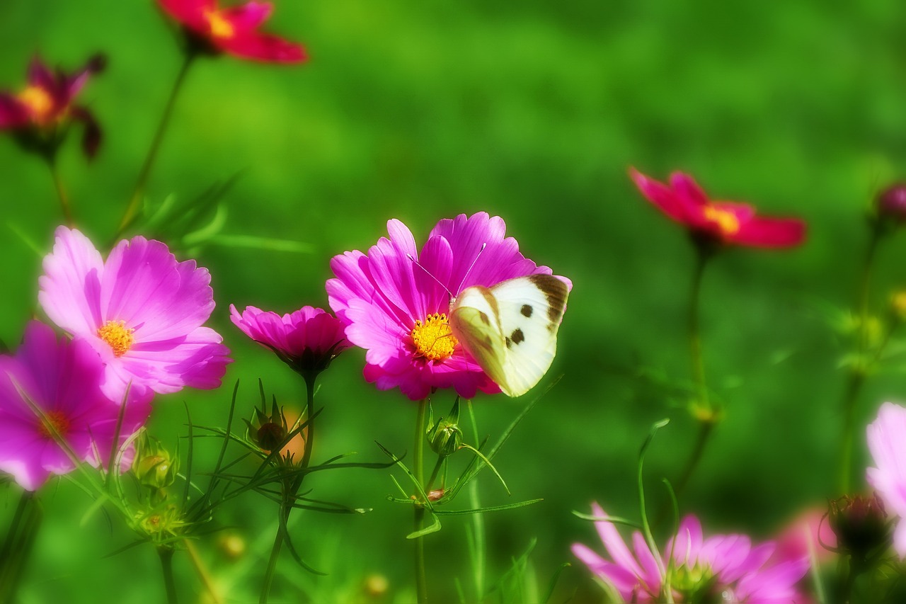 butterfly papilio insect free photo