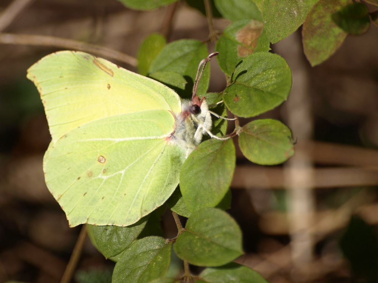 butterfly yellow spring free photo