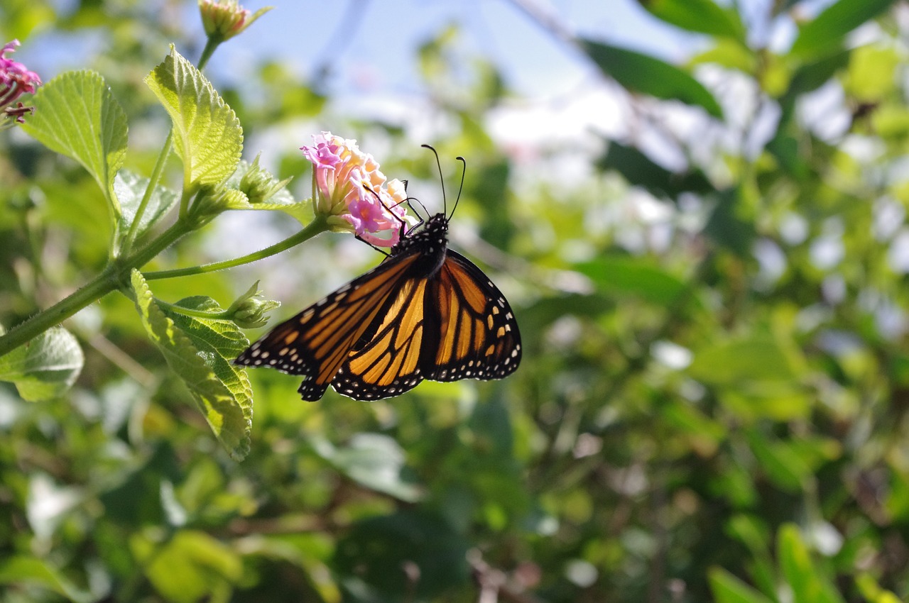 butterfly nature spring free photo