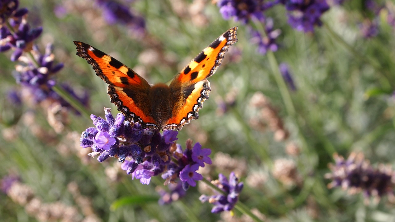 butterfly lavender flowers free photo