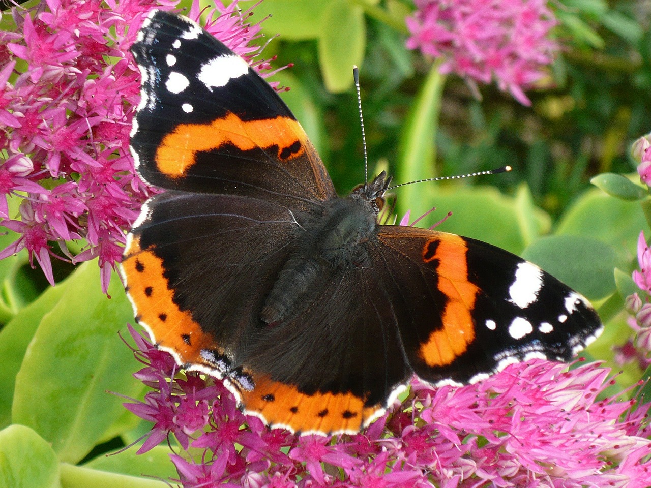 butterfly insect wing free photo