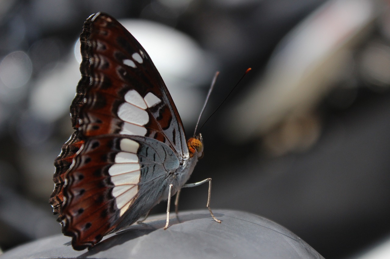 butterfly macro animal free photo