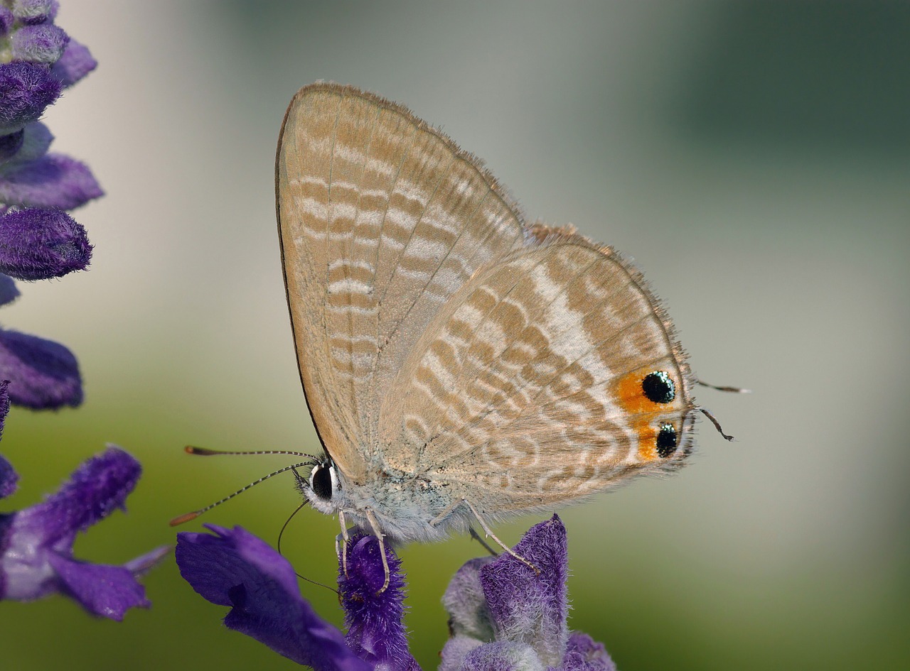 butterfly peablue long-tailed blue free photo