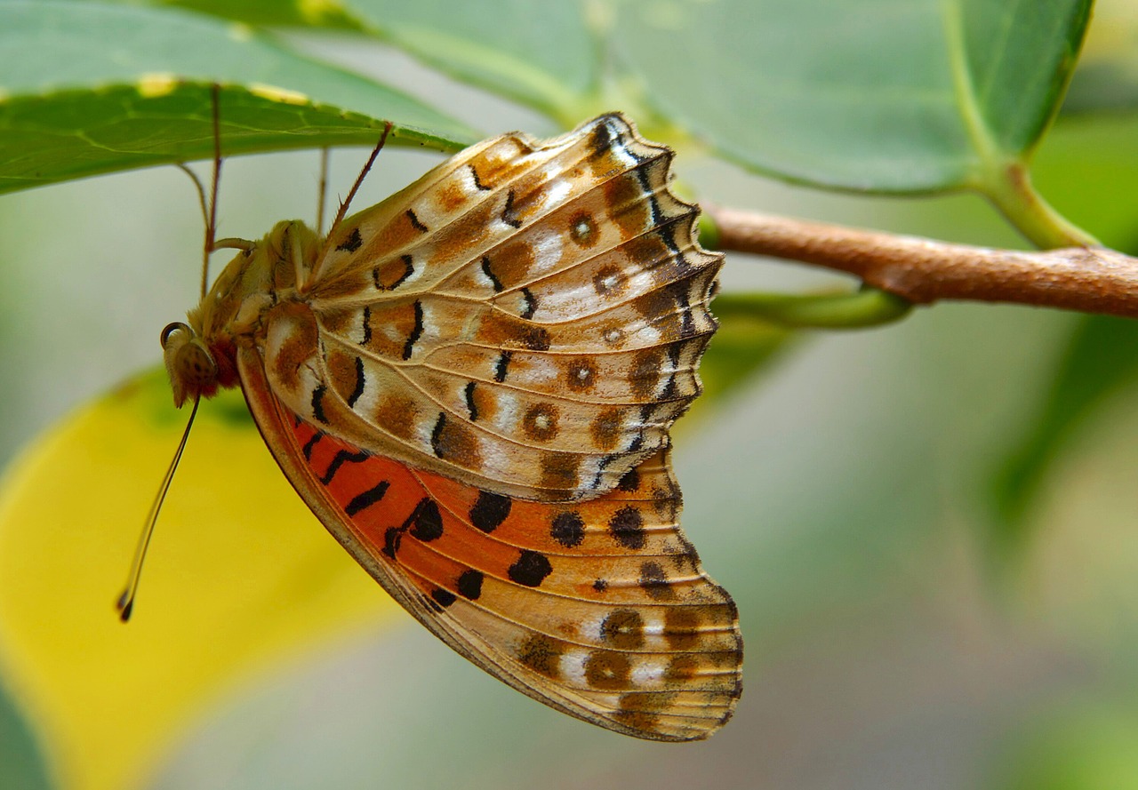 butterfly indian fritillary insect free photo