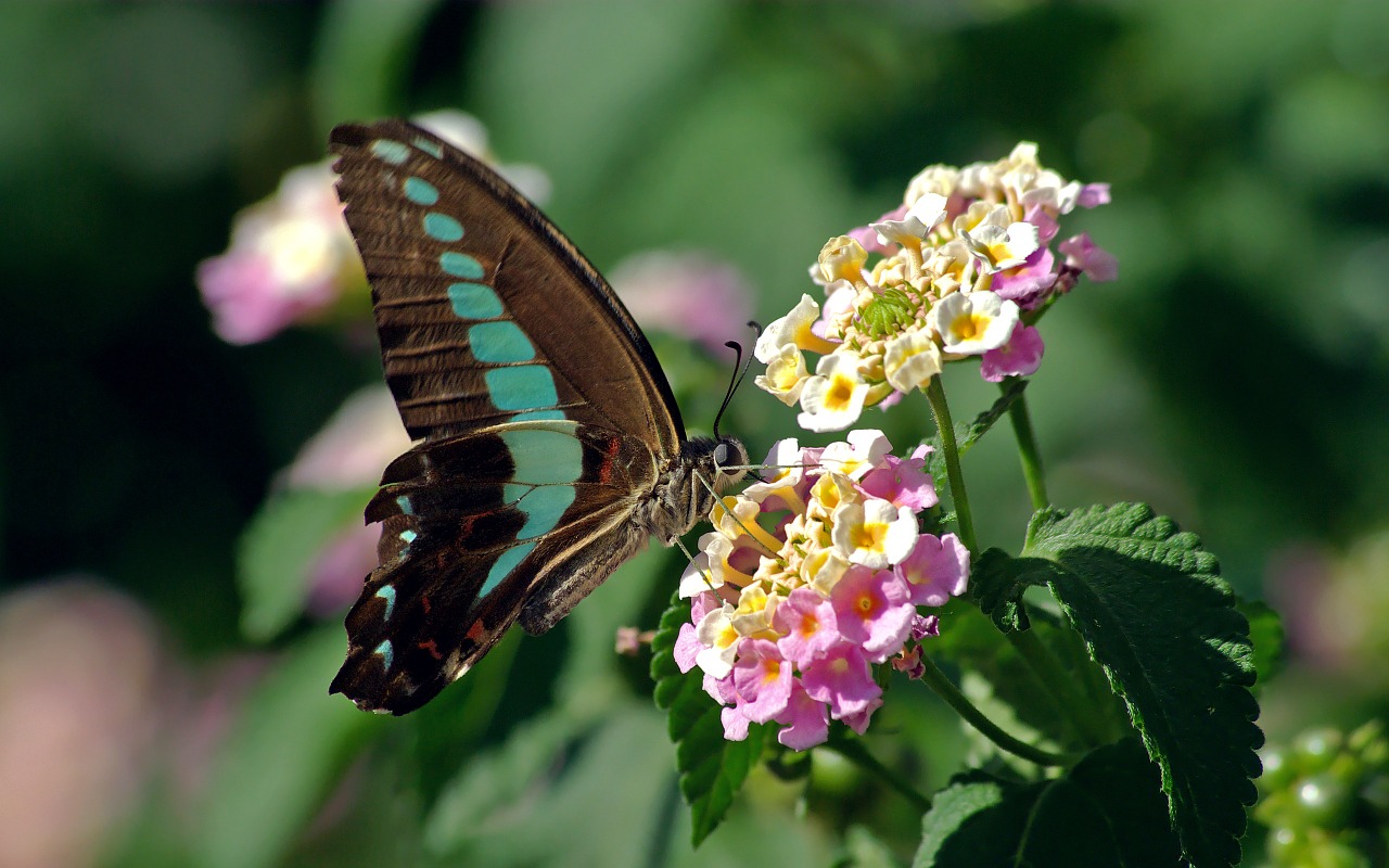 butterfly swallowtail common bluebottle free photo