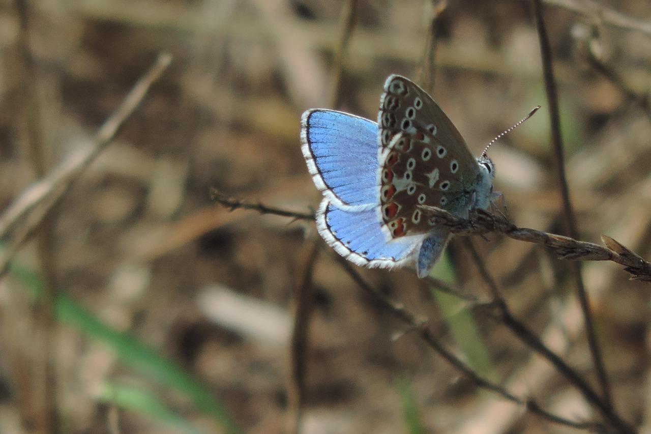 butterfly butterflies in the summer summer free photo