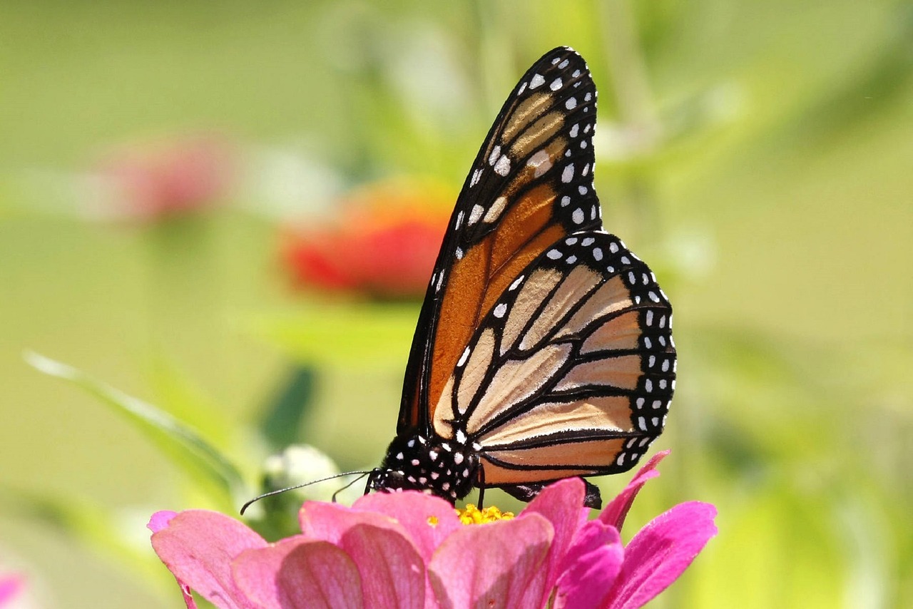 butterfly monarch macro free photo