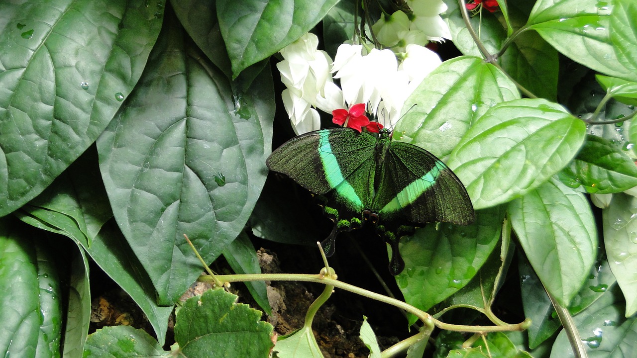 butterfly nature insect free photo