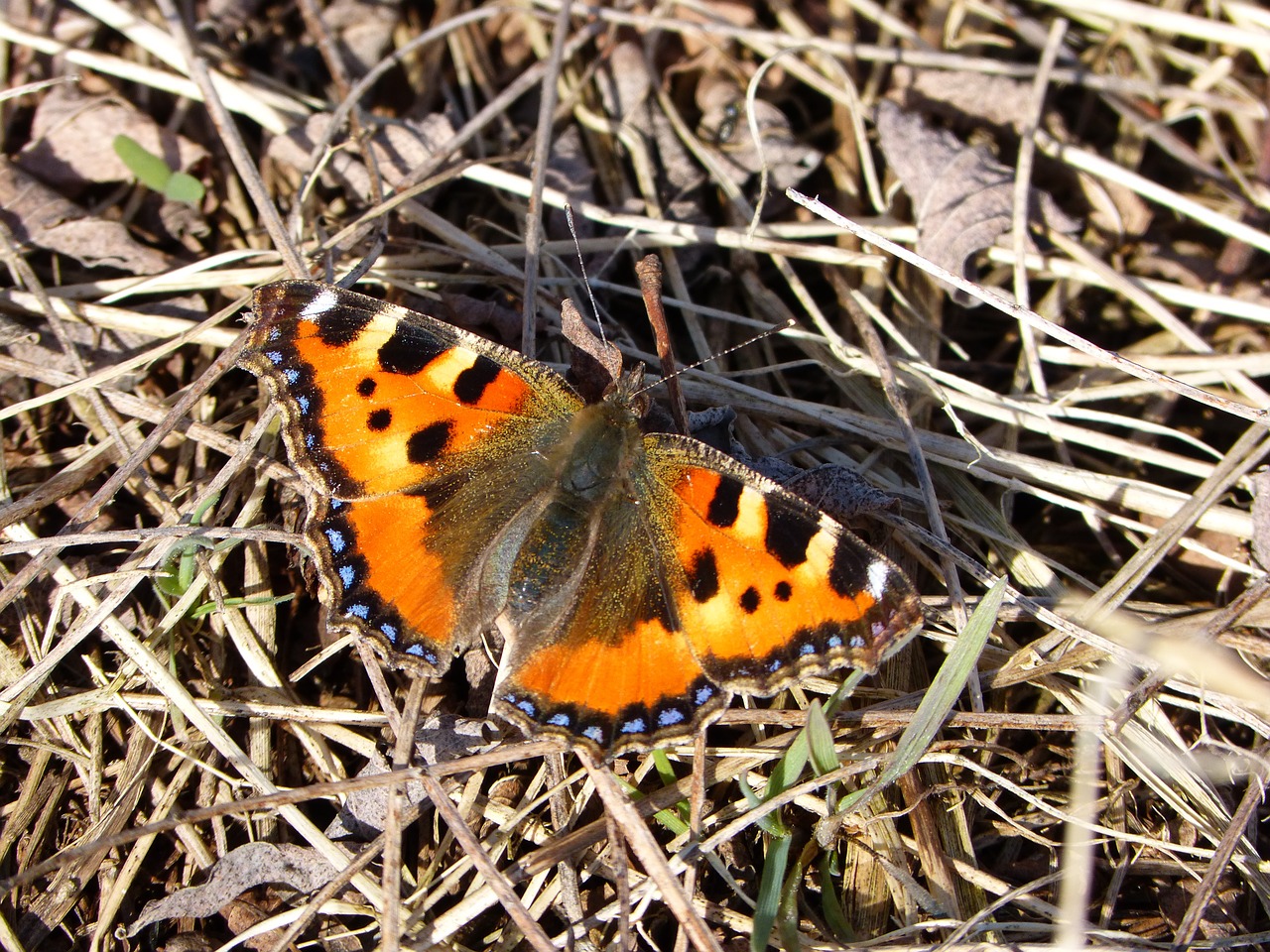 butterfly close macro free photo