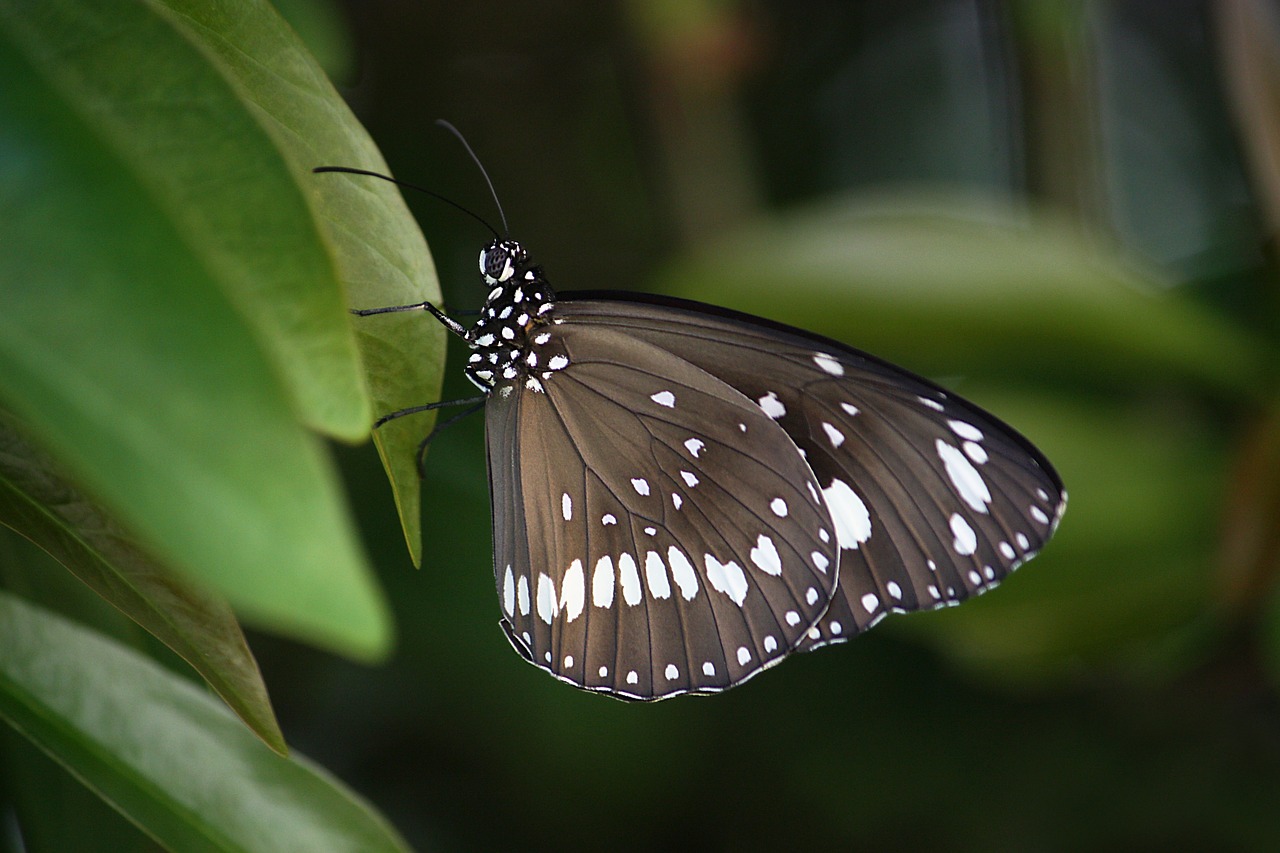 butterfly wings insect free photo
