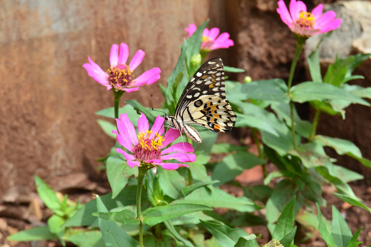 butterfly peacock butterfly colorful free photo