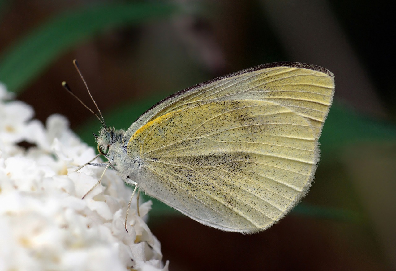 butterfly small white dixeia free photo