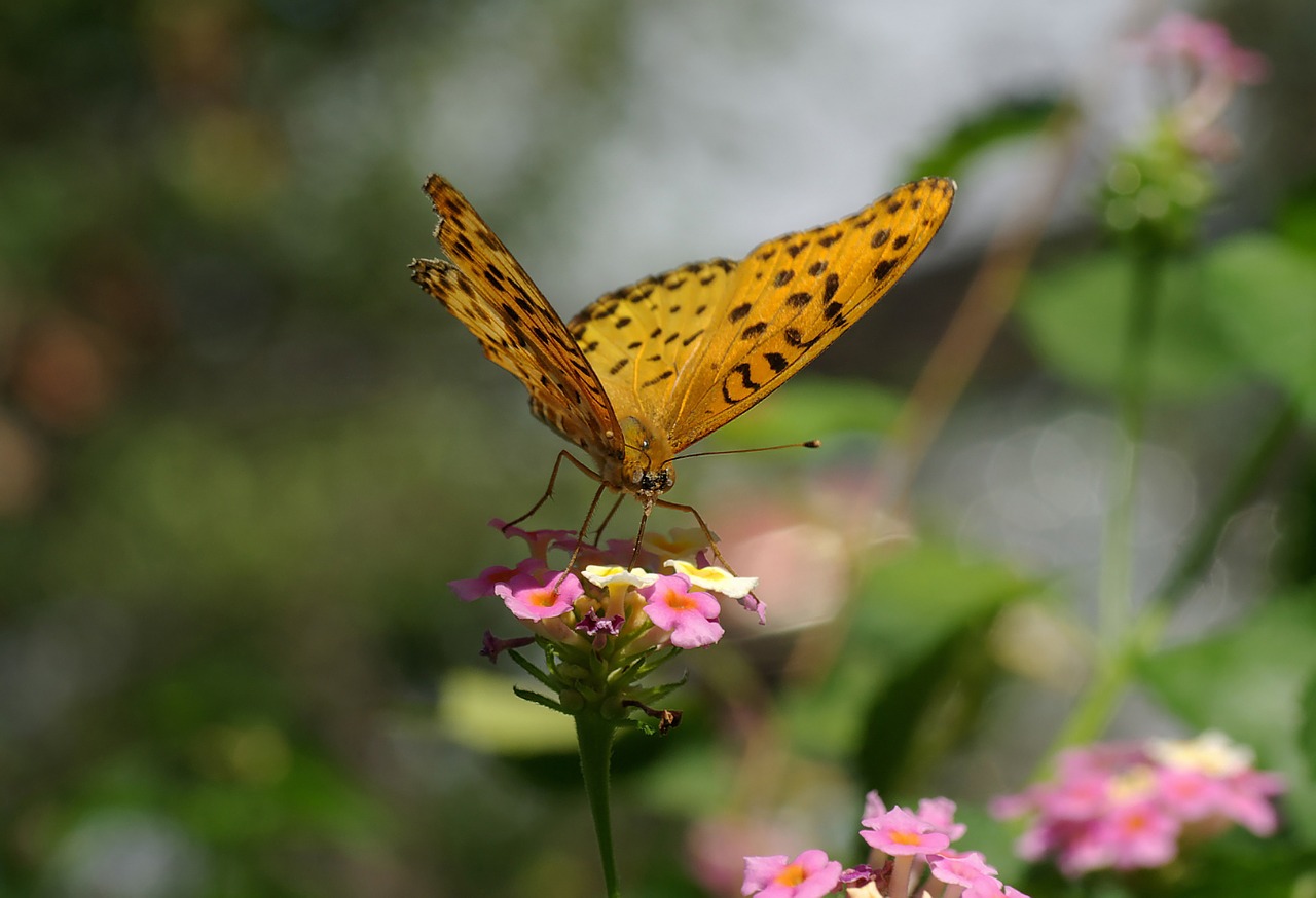 butterfly indian fritillary insect free photo