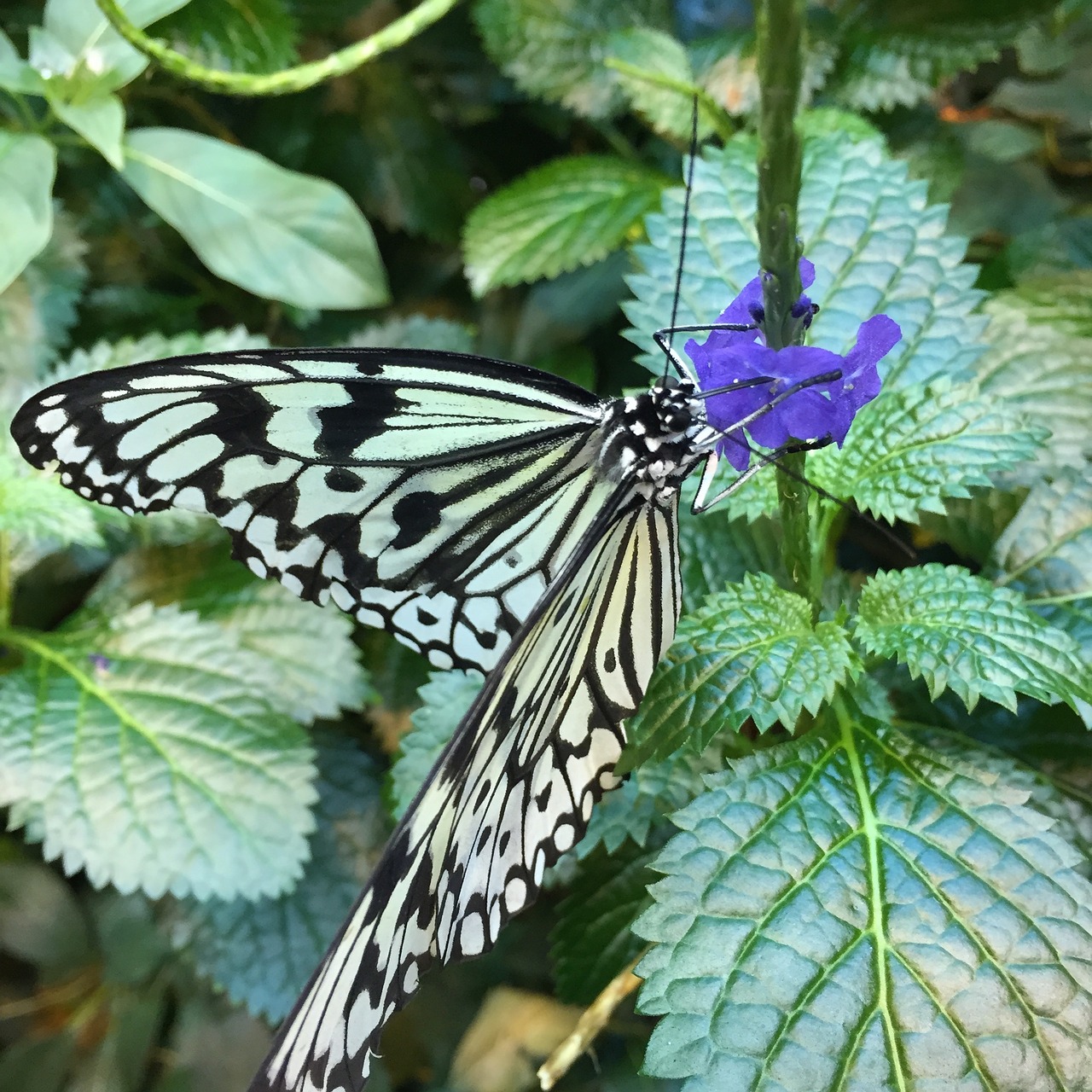 butterfly foliage colors free photo