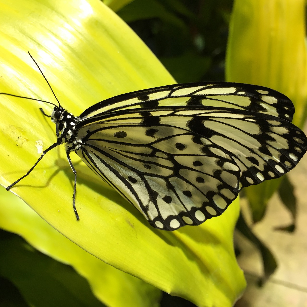 butterfly foliage colors free photo