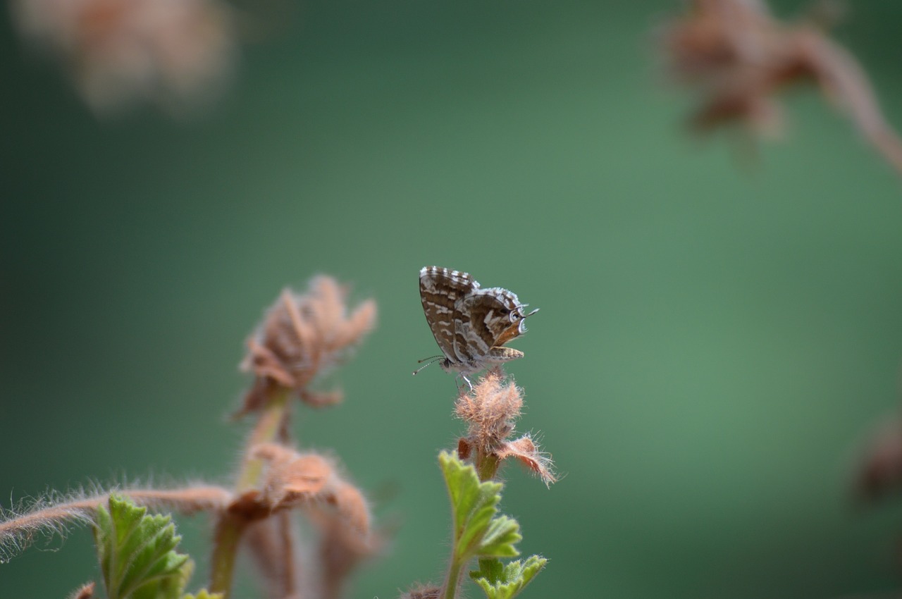 butterfly animal nature free photo