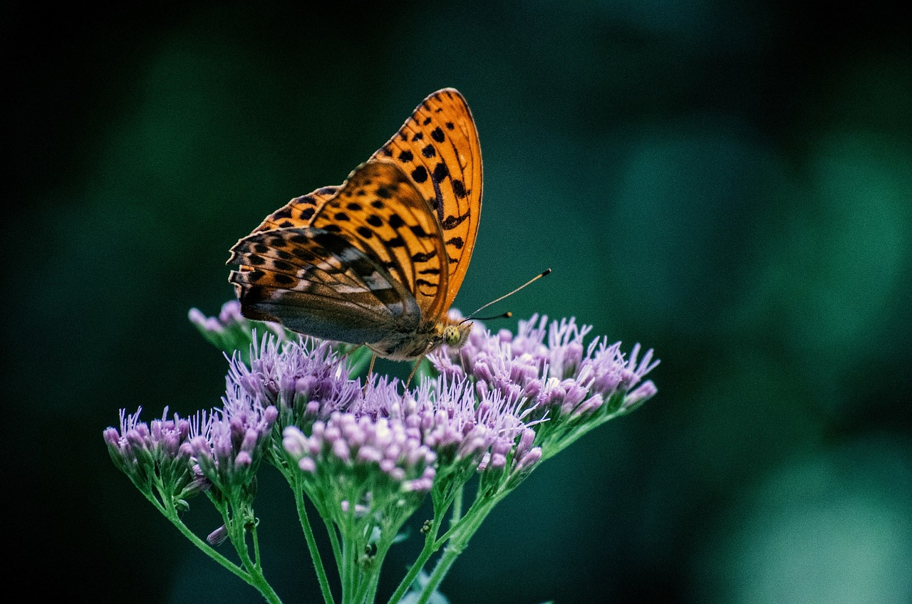 butterfly insect flower free photo