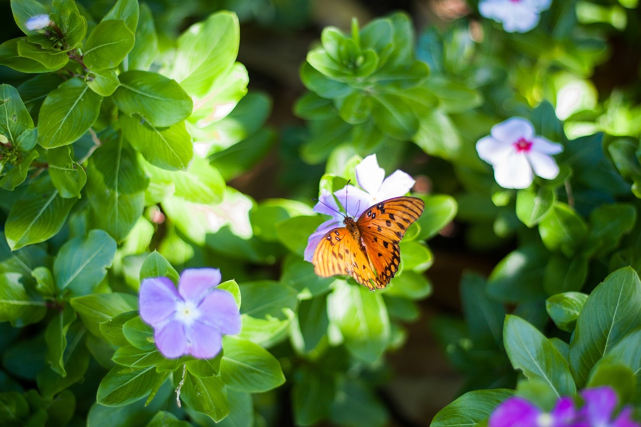 butterfly flowers nature free photo