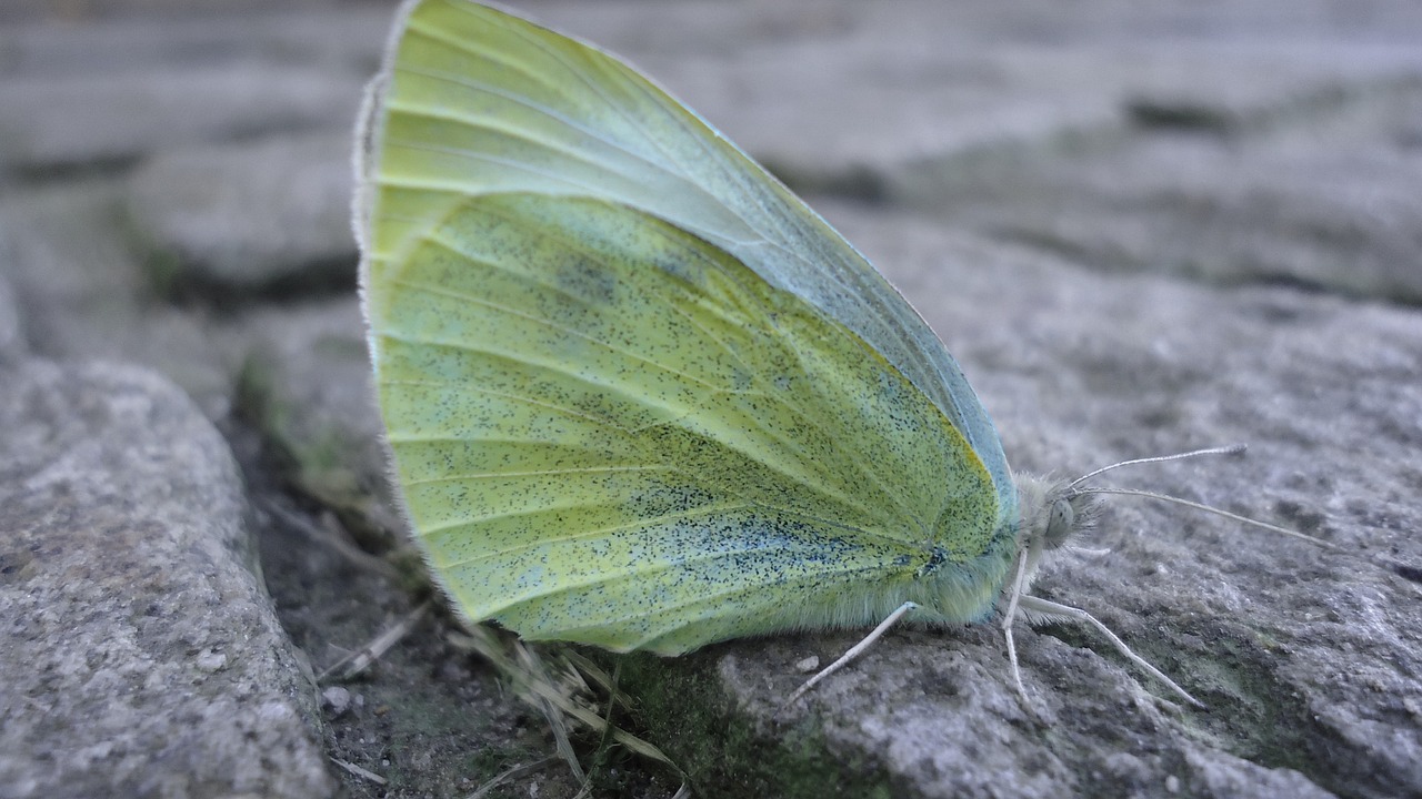 butterfly insect lemon free photo