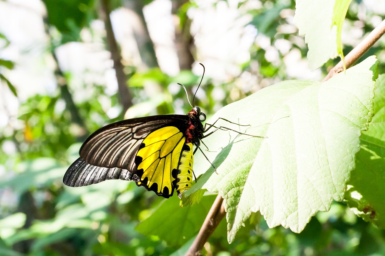 butterfly leaf nature free photo