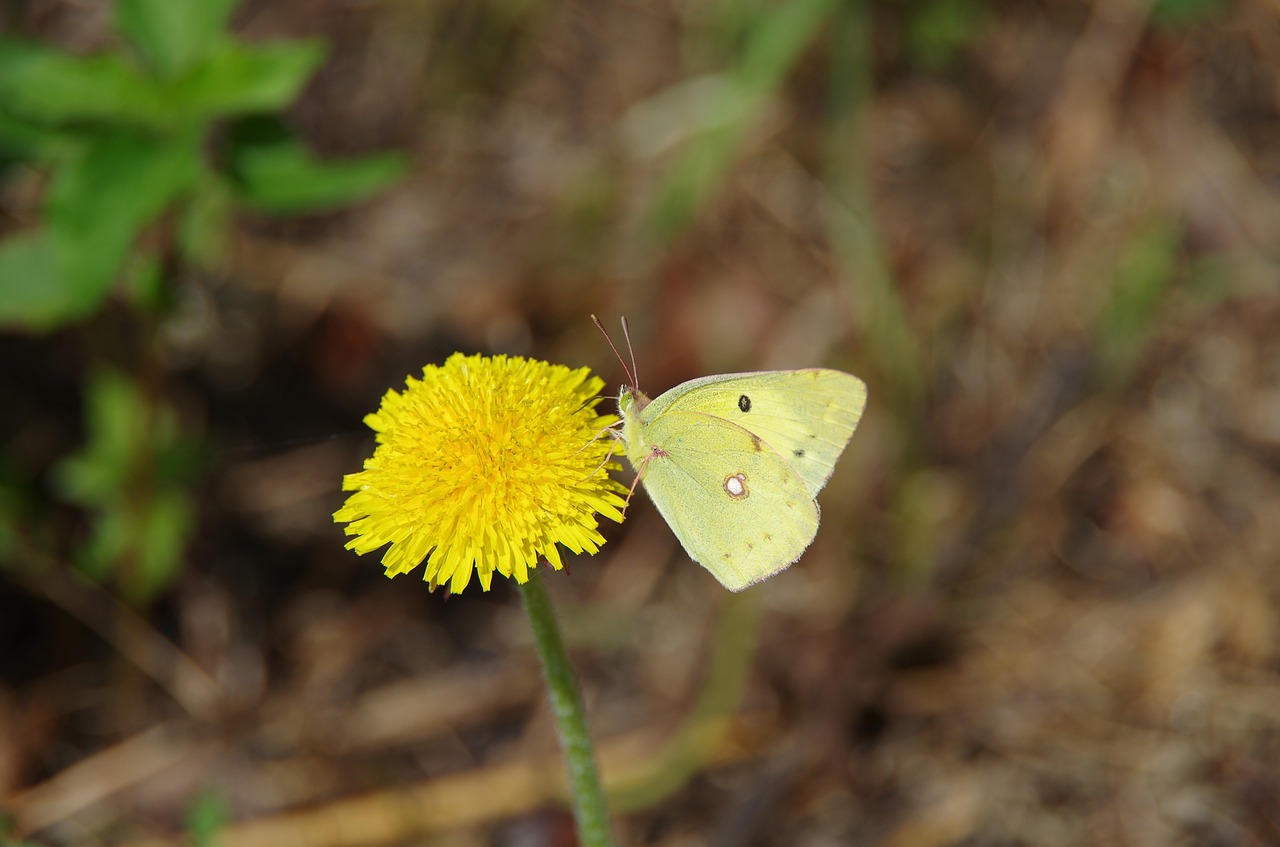 butterfly nature dandelion free photo