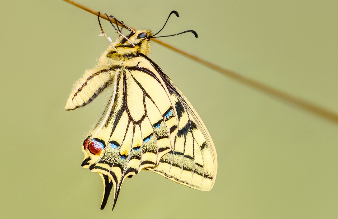 butterfly swallowtail macro free photo