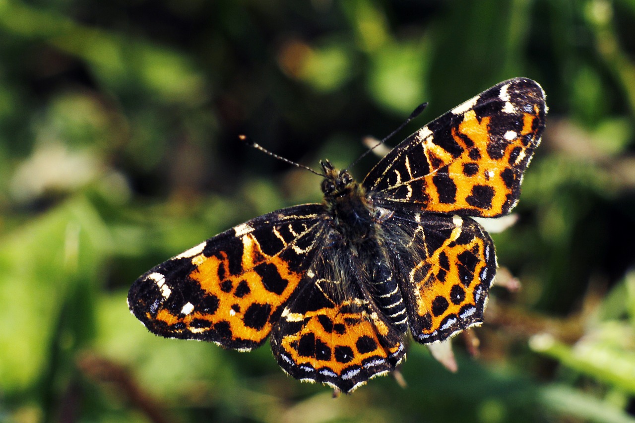 butterfly nature summer free photo