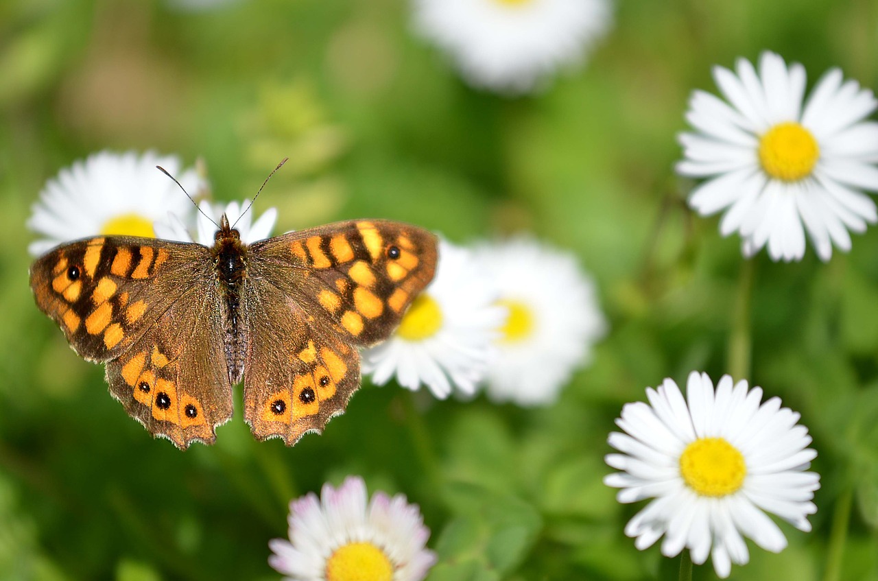 butterfly daisies nature free photo