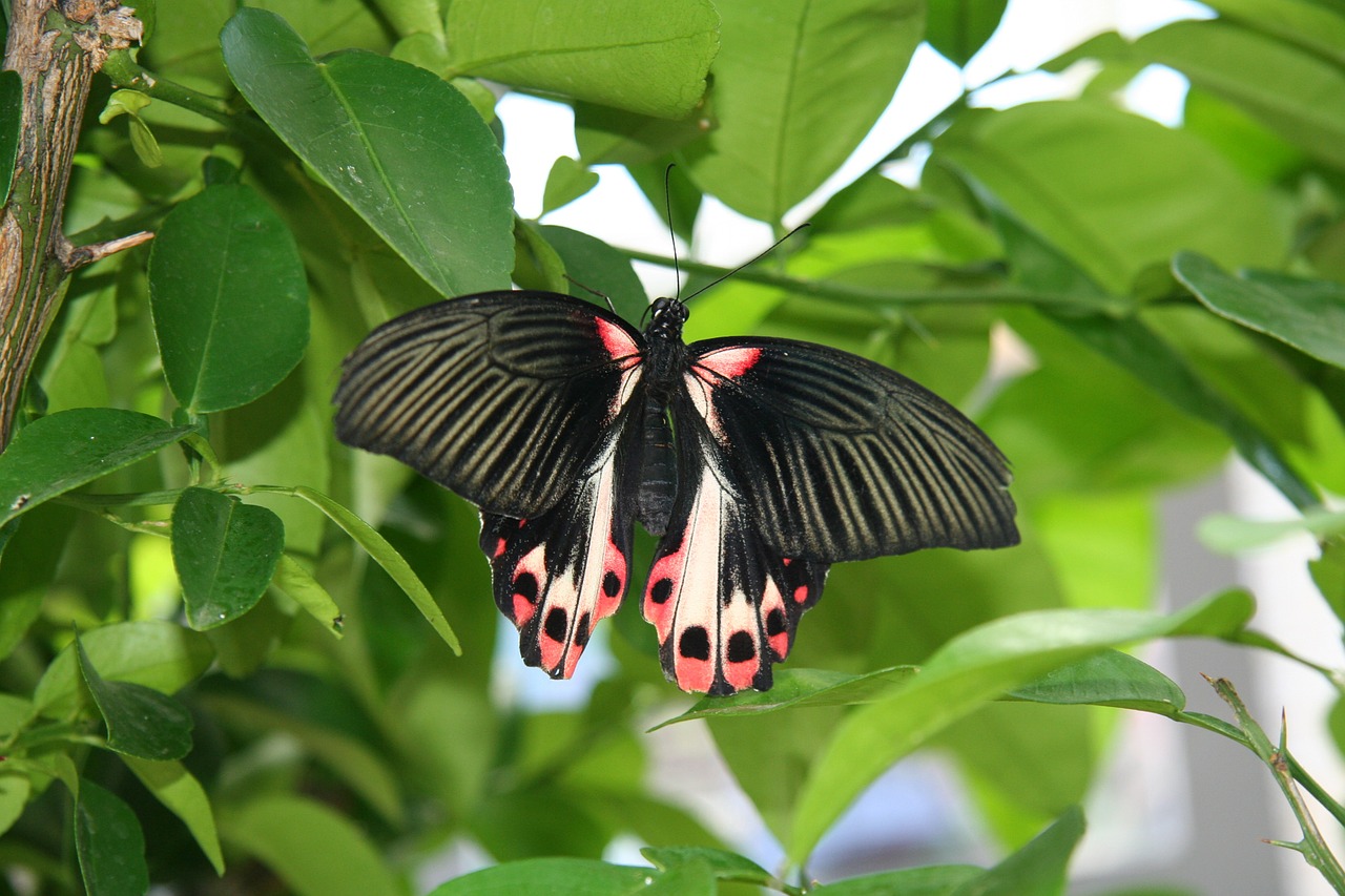 butterfly nature insect free photo