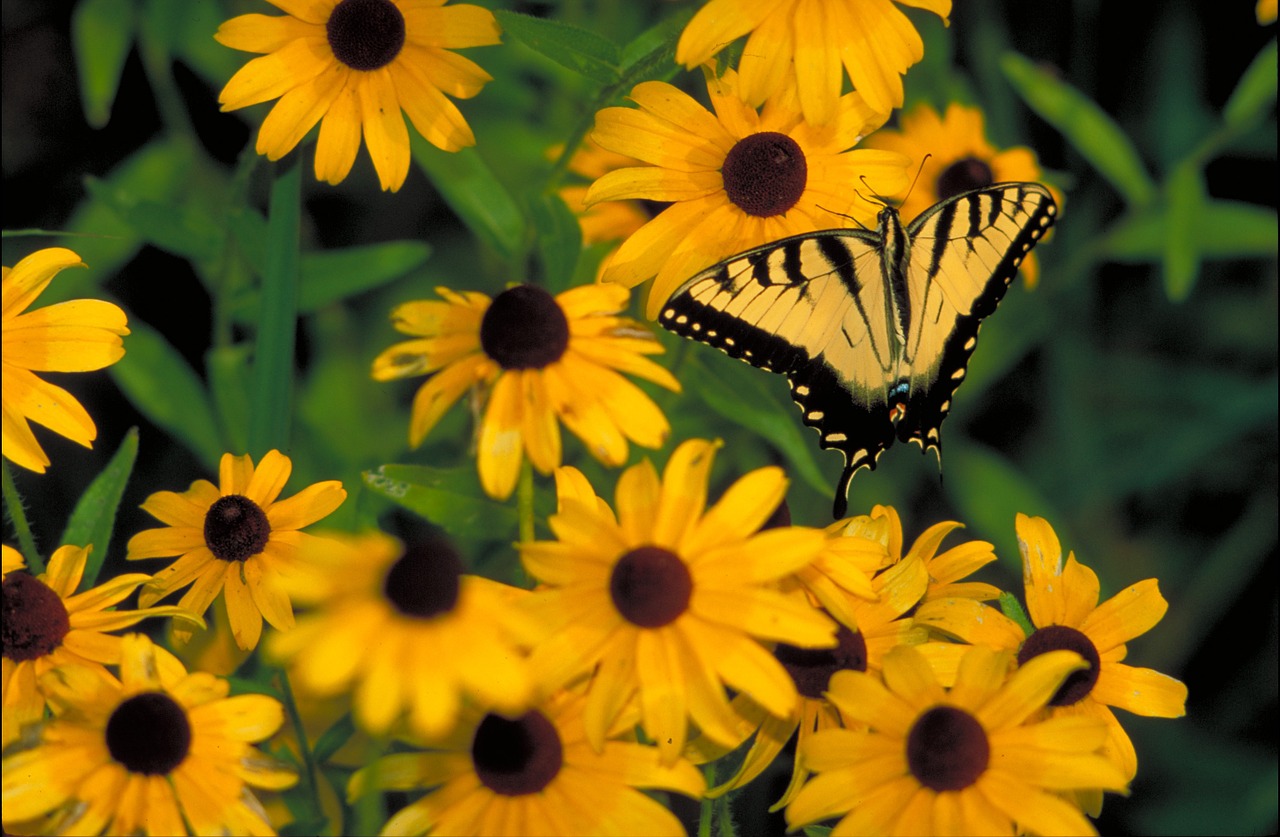 butterfly swallowtail flowers free photo