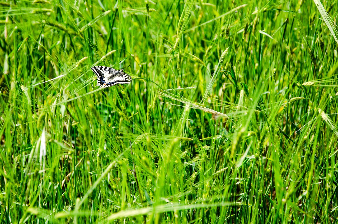 butterfly nature natural free photo