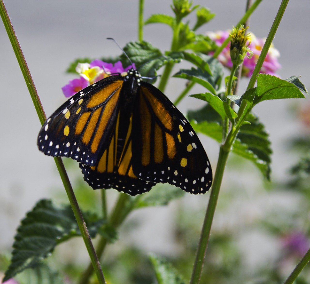 butterfly nature orange free photo