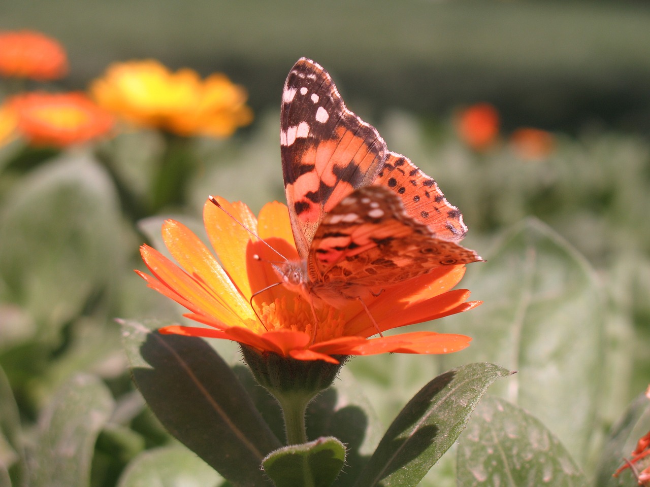 butterfly flower nature free photo