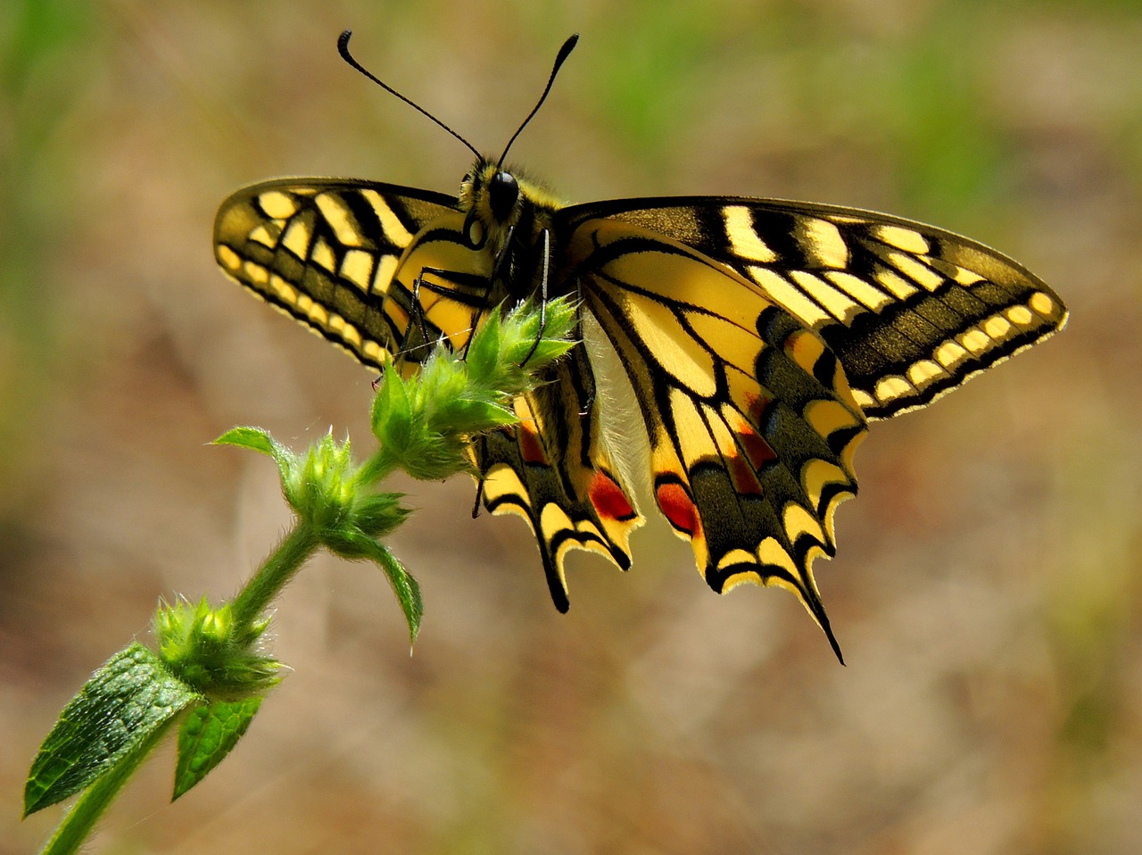 butterfly insects macro free photo