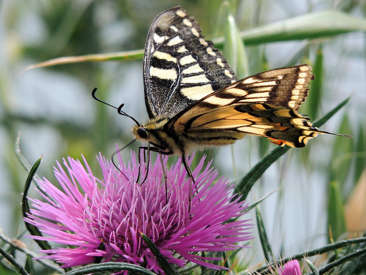 butterfly swallowtail ali free photo