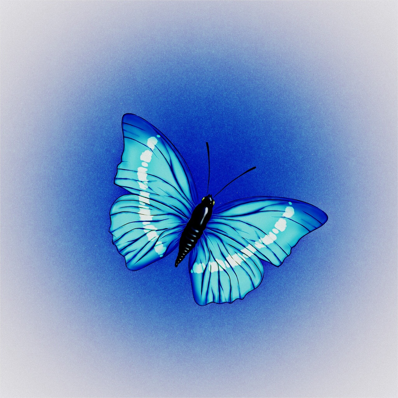 butterfly blue insect free photo