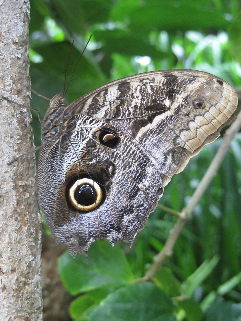 butterfly nature insect free photo