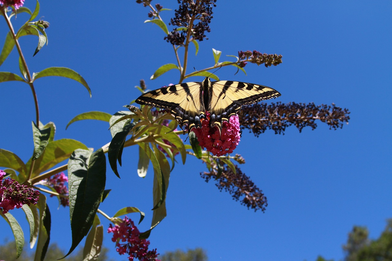 butterfly swallowtail insect free photo