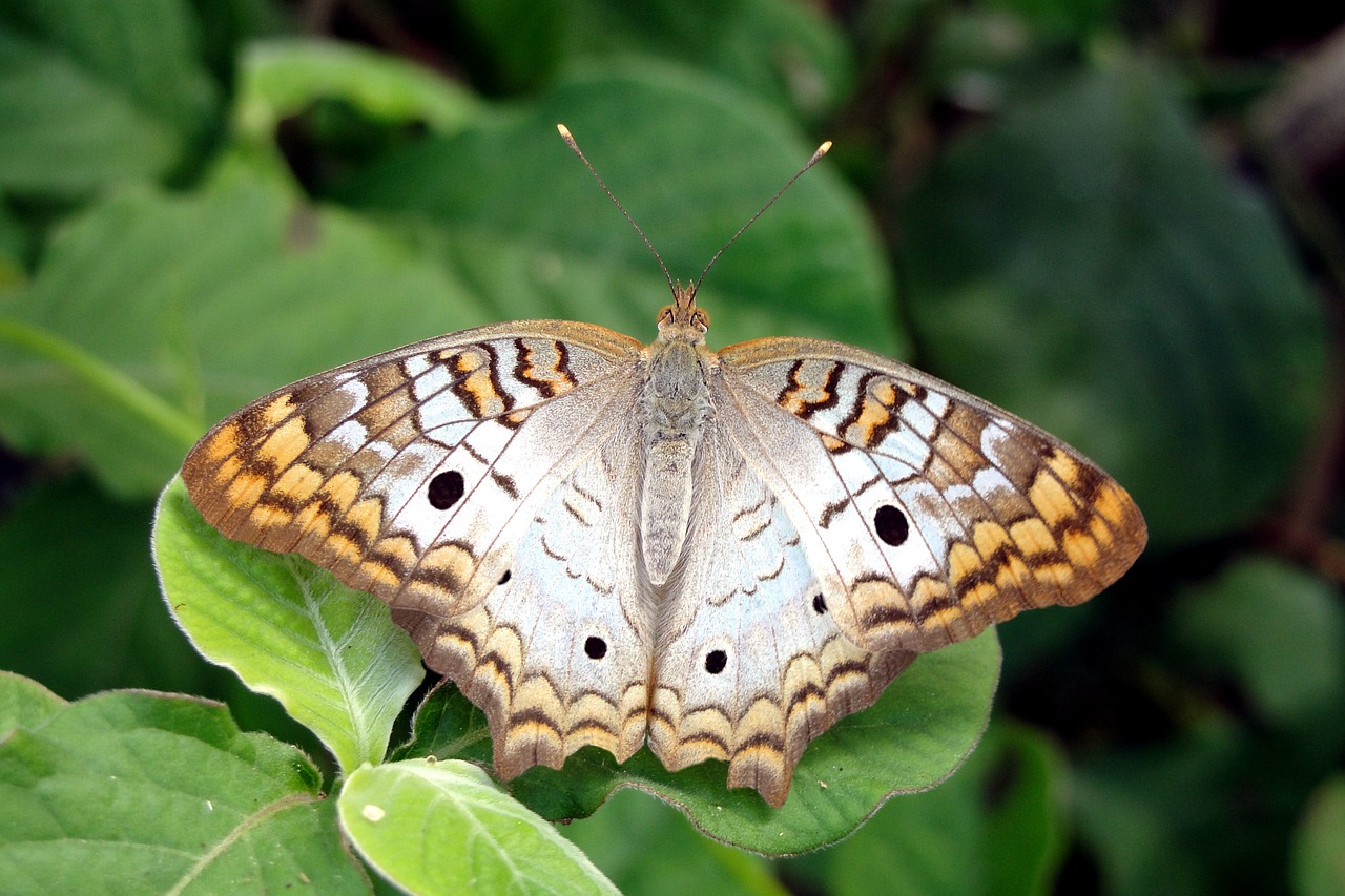 butterfly green animals free photo