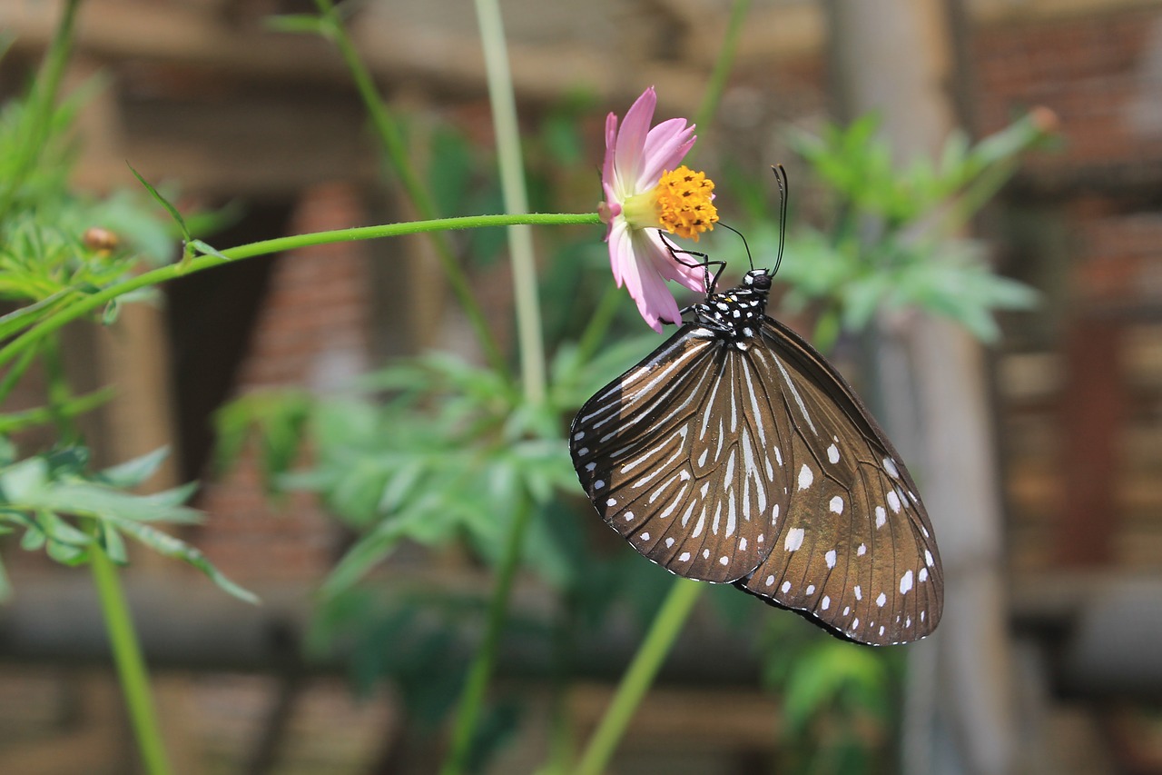 butterfly brown insect free photo