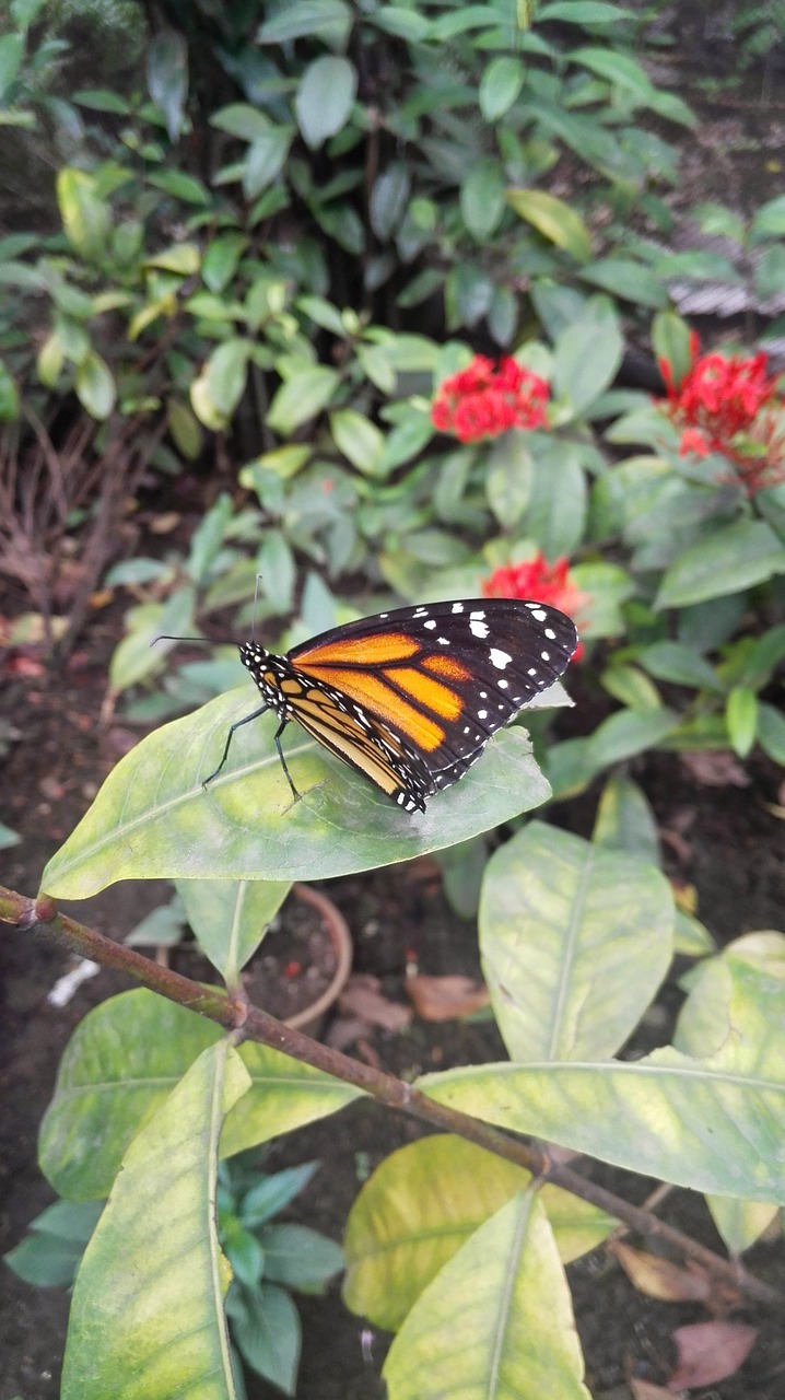 butterfly natural butterfly garden free photo