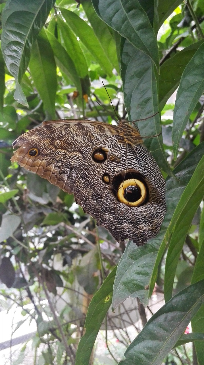 butterfly natural butterfly garden free photo