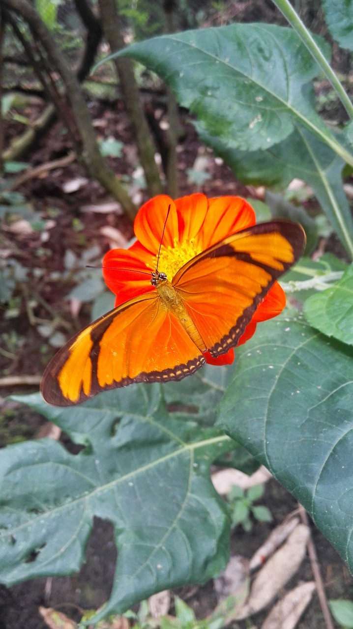 butterfly natural butterfly garden free photo