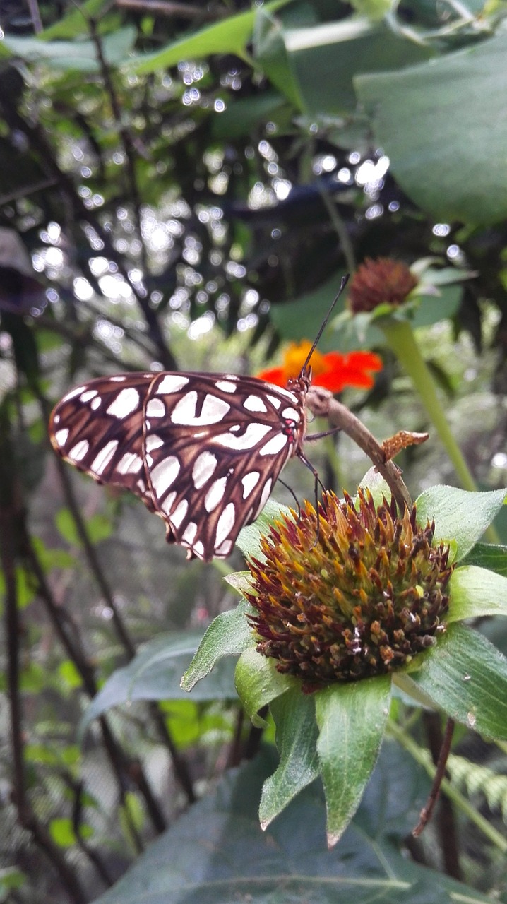 butterfly natural butterfly garden free photo