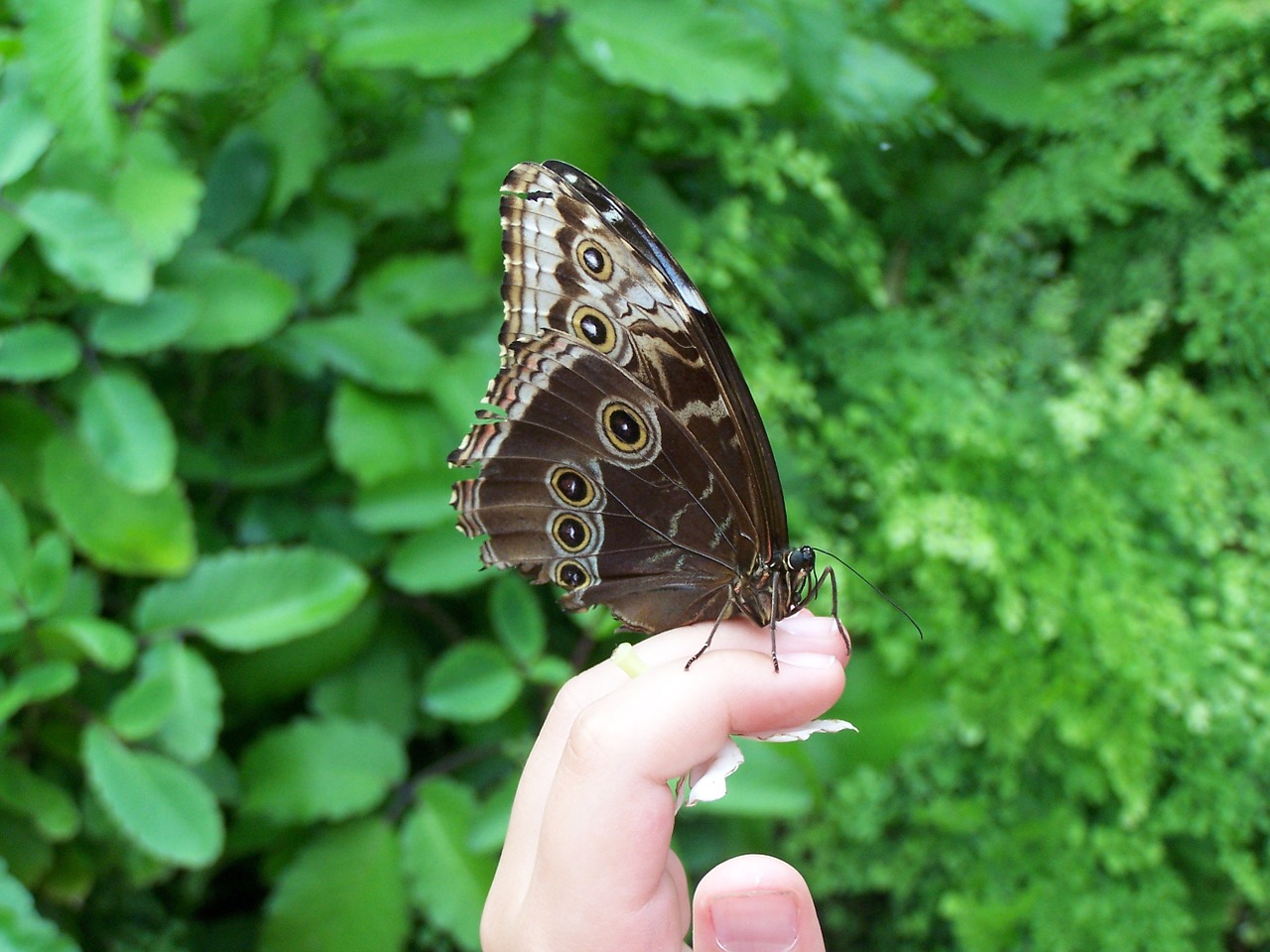 butterfly green nature free photo