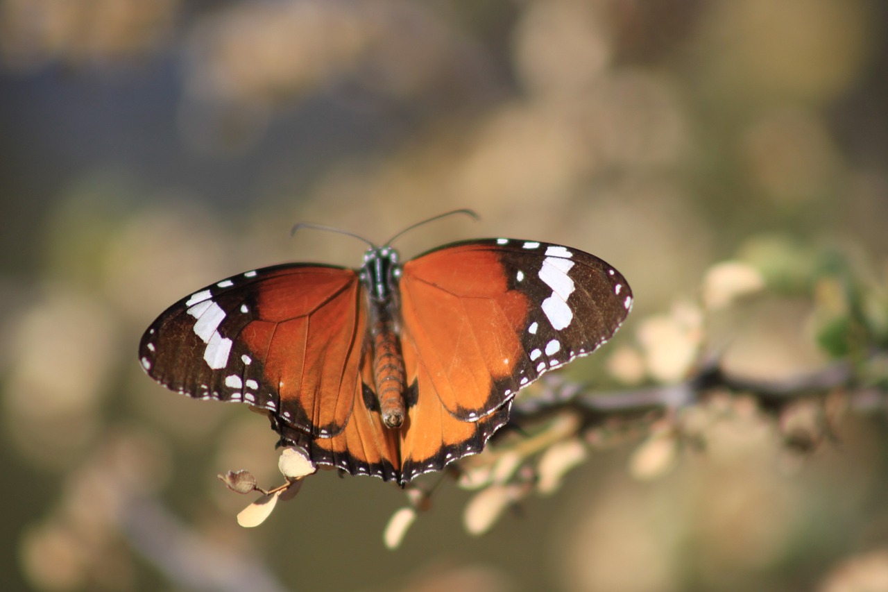 butterfly nature insect free photo