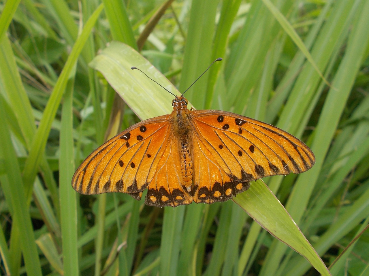 butterfly insect wildlife free photo