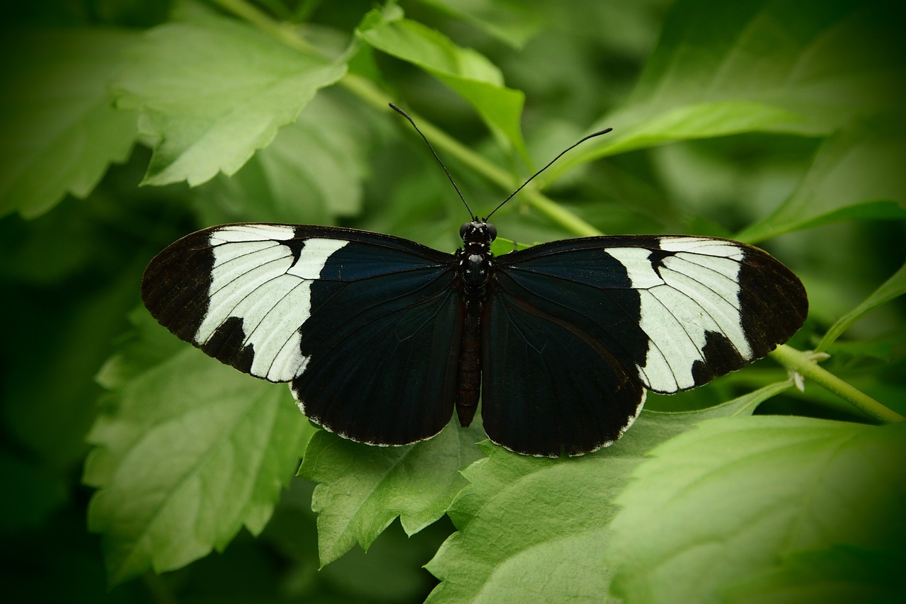 butterfly open wings black and white free photo