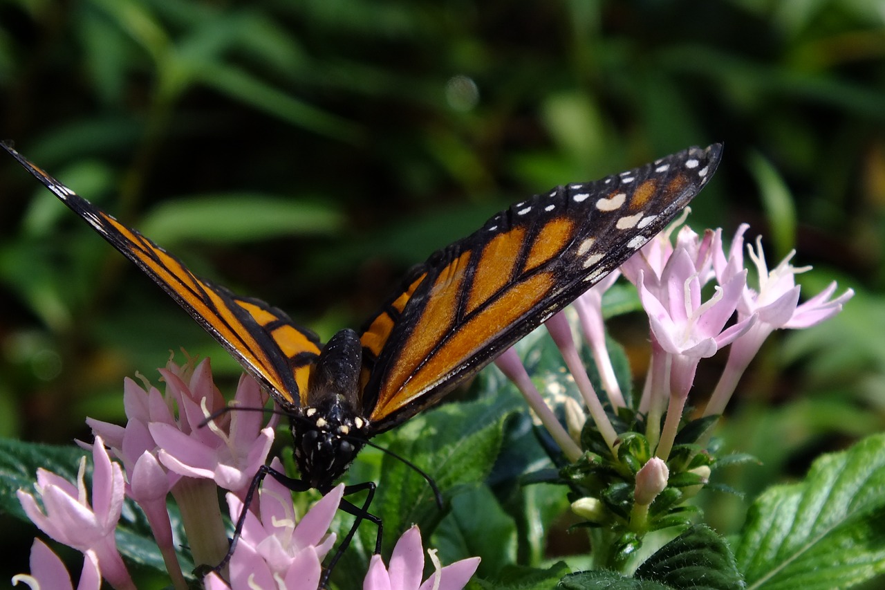 butterfly insect wing free photo