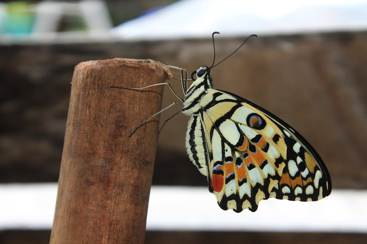 butterfly insect animal free photo